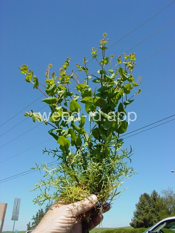 pepperweed, clasping